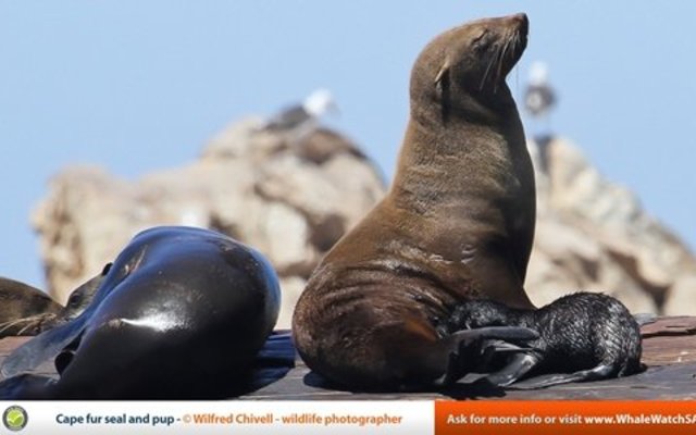 Cape Fur Seals Cape Fur Seals